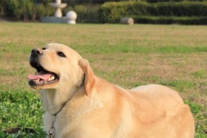 如何训练拉布拉多成为优秀的宠物犬（从基础训练到高级训练，带你打造一只听话可爱的拉布拉多）