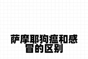 萨摩耶感冒的康复时间及注意事项（了解萨摩耶感冒康复时间，关注犬只健康细节）