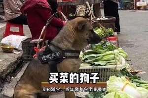 狗狗的贡献（狗狗的贡献远不止陪伴，它们还有哪些重要作用？）