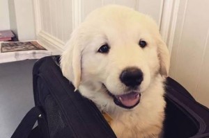 金毛——白色的温柔使者（金毛犬的白色之美及其内涵）
