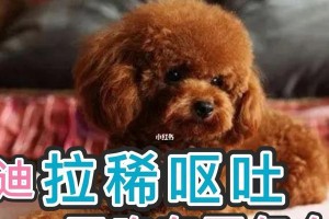 泰迪犬的食量是多少？（了解泰迪犬的饮食需求，让宠物健康成长）