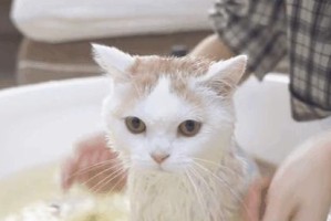 如何在家为宠物猫洗澡？（1个）