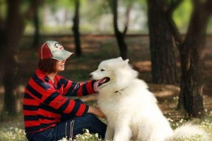 萨摩狗狗新主人须知（帮助新主人了解如何照顾好刚抱回来的萨摩狗狗）