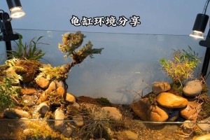 乌龟的理想生活环境（打造一个适合乌龟健康成长的栖居场所）