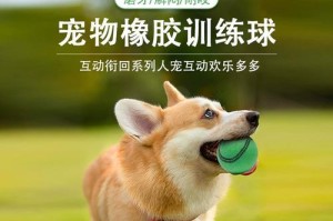 如何训练金毛犬成为听话的好伙伴（金毛犬的训练方法，让你的宠物成为你的得力助手）