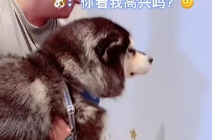 狗撞墙症状及处理方法（了解狗撞墙的症状和有效的处理方法）
