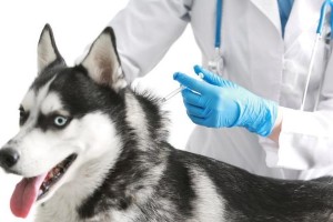 以猫双甲脒中毒能活多久？（了解猫双甲脒中毒对猫咪的影响及处理方法）