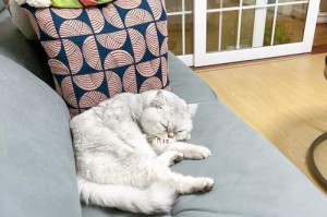 猫咪乱舔衣服沙发的原因与解决方法（宠物猫习惯性行为分析、家庭环境改善与爱心训练的指导建议）