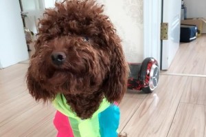 狗狗骨折康复期有多久？（了解狗狗骨折康复时间，关心宠物的健康）