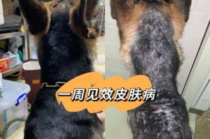 狗狗打抗生素后要注意的反应（关注狗狗健康问题抗生素治疗需知）