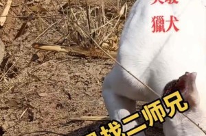 如何给一只斗高犬起一个好听的名字？（15个有创意的斗高犬名字，让您爱不释手！）