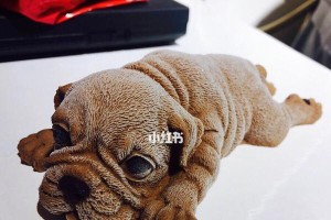 曾经红遍大江南北的沙皮犬如今没人饲养的原因（一代宠物风云故事回顾与现实考量）