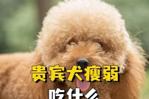 如何让你的狗吃东西时不出声（训练你的狗狗享受安静进食的乐趣）