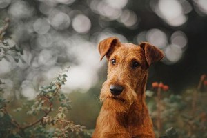 爱尔兰梗散步调教指南（让你的宠物成为优秀的梗犬/爱尔兰梗训练的秘诀）