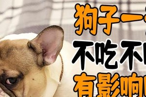 老狗不吃不喝的原因及应对方法（老狗食欲不振和缺水症状分析与处理）