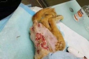 猫尾巴骨头的重要用途（揭开猫尾巴骨头的奥秘，为什么它如此重要？）