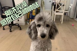 购买灰贵宾须知（挑选健康的灰贵宾宠物的重要要素）