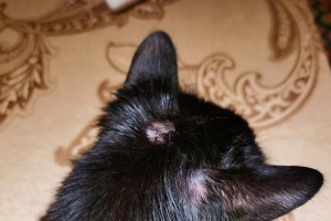 如何彻底消灭家里的跳蚤？（猫得了跳蚤有什么表现？）