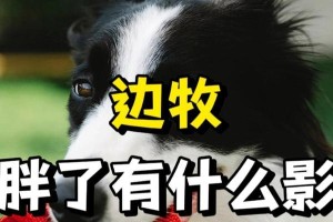 如何让边牧健康增重（科学饮食和适当锻炼是关键）