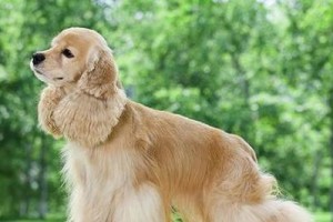 美国可卡犬的饲养方法（以宠物为主，建立和谐的互动关系）