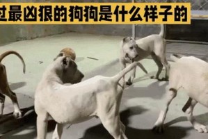 探讨小狗凶猛程度的因素（以什么小狗最凶？）