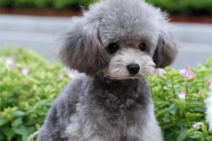 泰迪犬为何没有体臭？（探究泰迪犬无体臭的原因及其养护方法）