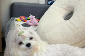 辨别马尔济斯的纯度与价值