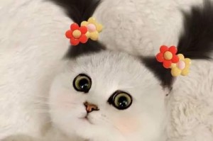 猫咪的可爱之道（从猫咪眼中看世界的可爱事物）