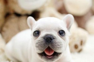 法斗犬的价格及赛级法斗的市场行情（探究法斗犬的价格区间和赛级法斗的高价值）