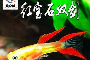 黑魔鬼的饲养方法（了解黑魔鬼的生态环境及基本需求，打造适合其生存的饲养环境）