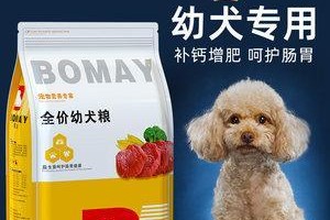 提高卡斯罗犬体重的有效方法（以健康饮食为主的增肥计划，让你的卡斯罗犬健康又可爱）