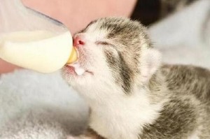 两个月的猫被喂养的影响（从幼小到健康成长，喂养对两个月大的猫的重要性）