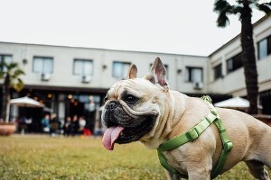夏日狗狗的伸舌奥秘（揭秘狗狗为何会在夏天吐舌头）