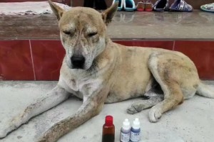 恶霸犬养犬热潮（探究恶霸犬养犬趋势的原因与影响力）