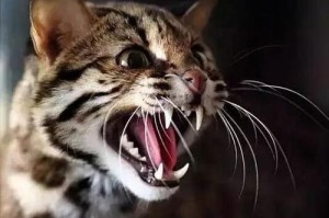 猫类之王（探索猫类的奇妙技能，了解它们为何成为动物界的佼佼者）