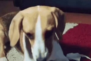 狗为何会吃自己的粑粑？（探究狗狗为何会表现出这种行为以及可能的原因）