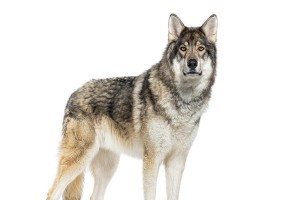 以犬是什么动物？（揭秘以犬是狗还是狼，解读其神秘身份）