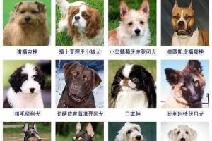 奥达猎犬饲养方法大全（如何养一只健康快乐的奥达猎犬？）