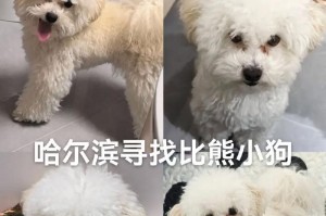 TheAdventurousJourneyofthePandaCub（ExploringtheOriginsandSignificanceofNamingaPandaCub）
