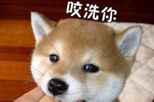 狗为什么喜欢咬我？（解密狗咬人的原因及如何应对）
