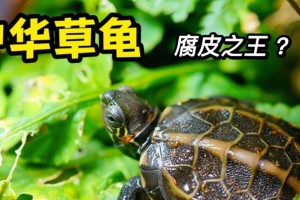 中华草龟饲养全指南（宠物爱好者必看，让你成为草龟专家）