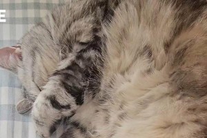 室内猫的幸福生活（关注室内猫的健康与快乐）