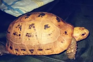 红腿乌龟的饮食需求与营养摄入（探究红腿乌龟的食物选择和食性特点）