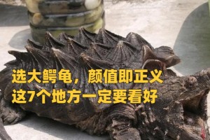 如何科学养大鳄龟（优质饮食是关键，）