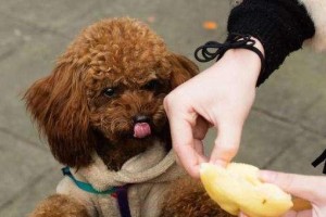 贵宾犬不吃狗粮怎么办（以宠物为主，教你解决饮食问题）