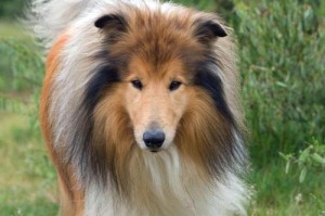 牧羊犬世界大观——探索各个品种的独特魅力（了解牧羊犬家族，发现它们的品种多样性）