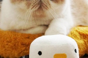 小猫的喜爱玩具之谜（揭秘小猫最喜欢的玩具类型及原因）