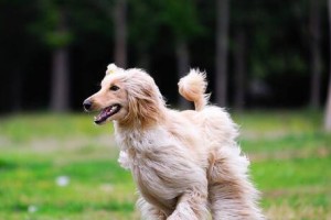 喂养阿富汗犬的正确饮食方法（宠物犬饲养必备，给你的阿富汗犬健康成长）