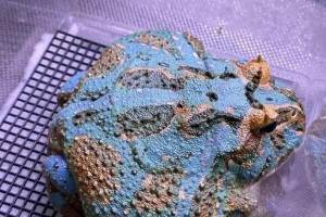 以角蛙繁殖周期与特征（观察角蛙的生殖行为及繁殖环境分析）