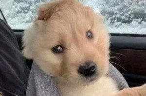 狗狗耳朵的神奇之处（探索狗狗耳朵的形状、功能与特点）